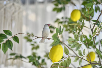 Low angle view of bird perching on tree