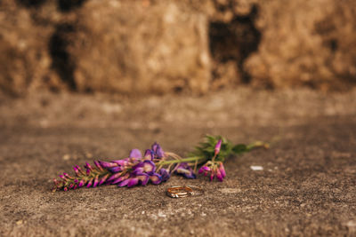 Close-up of pink flowers on land