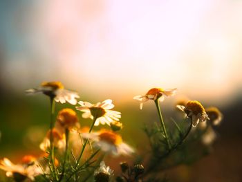 Close-up of yellow flowering plant