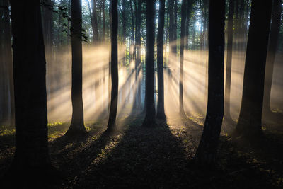 Sunlight streaming through trees in wilderness forest. nature wallpaper. transylvania,romania