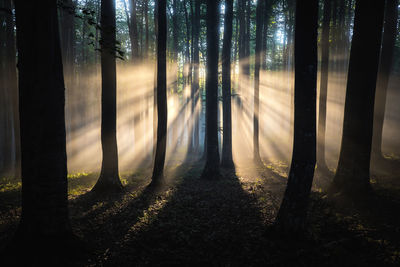 Sunlight streaming through trees in forest