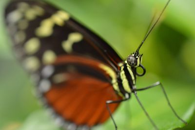 Close-up of insect on plant