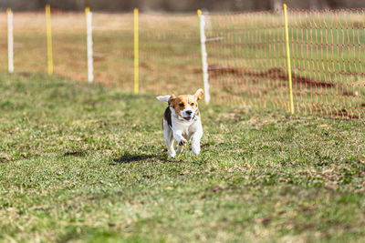 Dog running on field