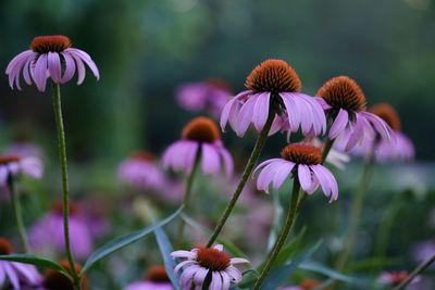 Close-up of purple flowering plants on field