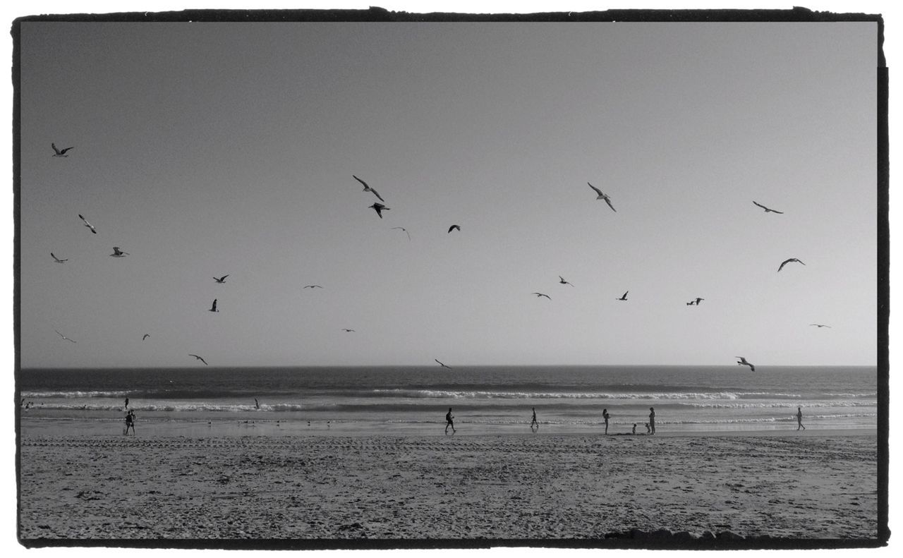 sea, bird, transfer print, water, beach, flying, horizon over water, auto post production filter, animal themes, wildlife, large group of people, animals in the wild, flock of birds, shore, sky, nature, beauty in nature, scenics