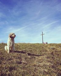 Dog on field against sky