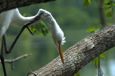 Close-up of bird on branch