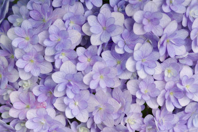 Full frame shot of white flowers