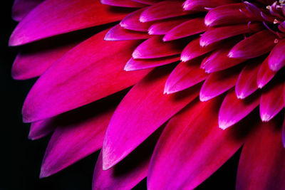 Close-up of pink flower