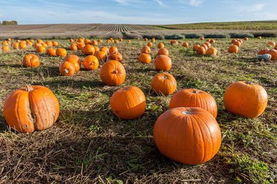 Pick your own pumpkin on farm from pumpkin patch.