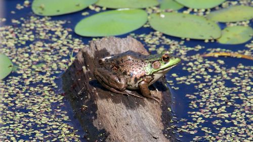 High angle view of a frog in lake