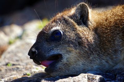 Close-up of lion looking away