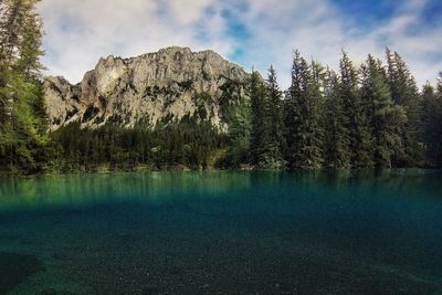 Scenic view of lake in forest