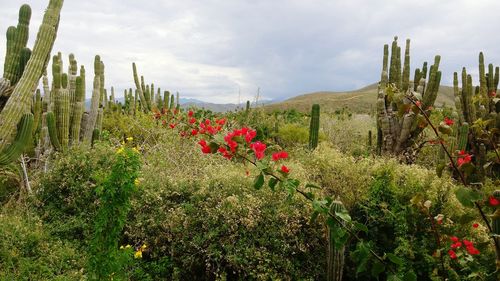 Plants growing on field