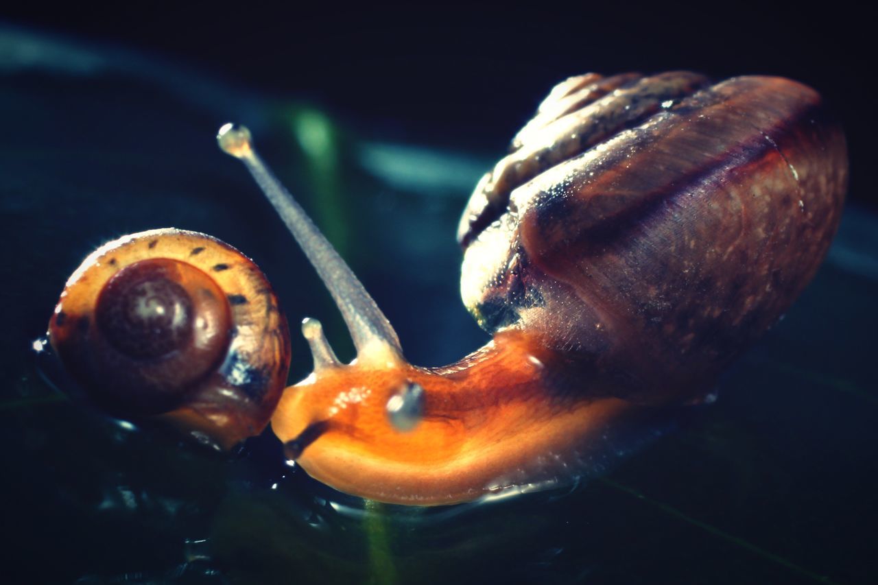 animal themes, one animal, animals in the wild, close-up, wildlife, snail, animal shell, no people, focus on foreground, animal head, indoors, zoology, water, night, animal body part, nature, sea life, side view, mollusk