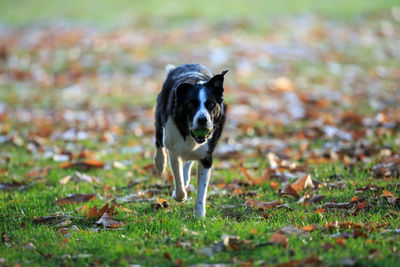 Portrait of dog running on field