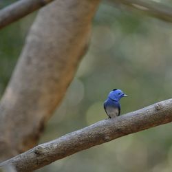 Close-up of bird perching on branch