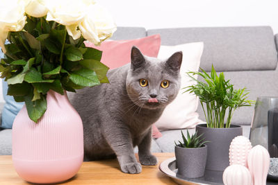 Portrait of cat sitting on table