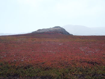 Scenic view of field against clear sky