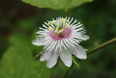 Close-up of passion flower blooming outdoors