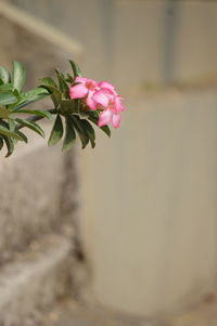 Close-up of pink flowering plant