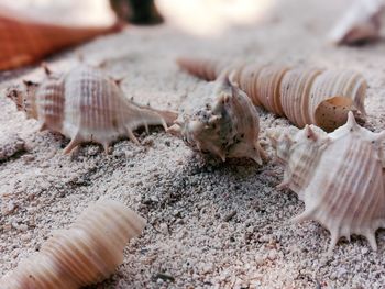 Close-up of seashell on sand