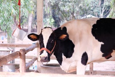 Close-up of cows standing against trees