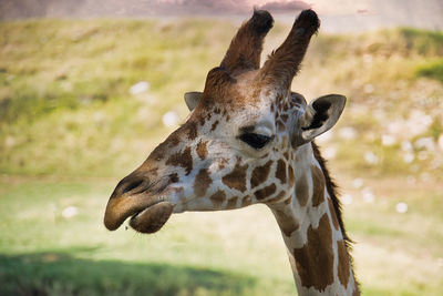 animal