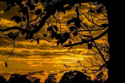 Silhouette trees against dramatic sky during sunset