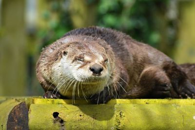 Close-up of an animal