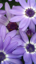 Close-up of purple flowers blooming outdoors