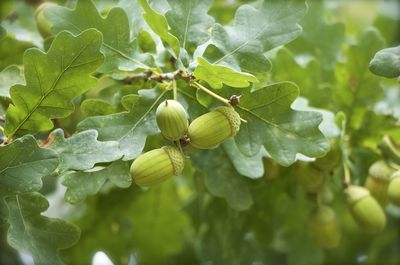 Close-up of green leaves on plant