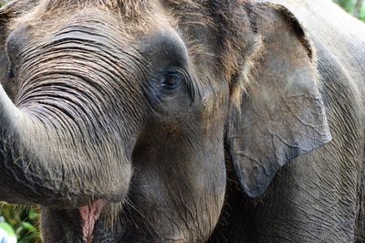 Close-up of elephant