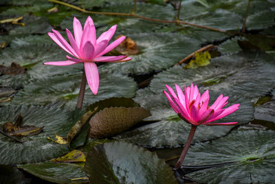 Close-up of pink lotus water lily in lake