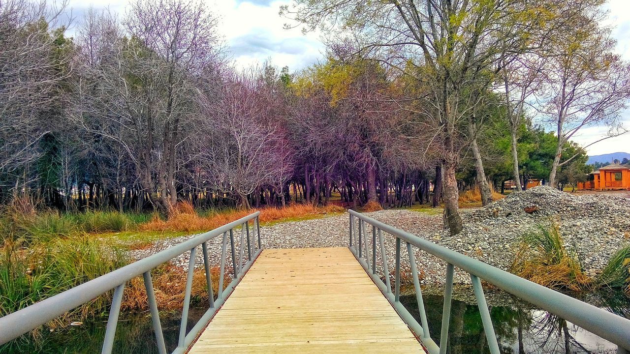 the way forward, tree, railing, footbridge, diminishing perspective, tranquility, sky, vanishing point, connection, growth, boardwalk, built structure, nature, tranquil scene, wood - material, long, bridge - man made structure, beauty in nature, plant, walkway