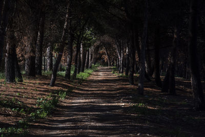 Footpath amidst trees in forest