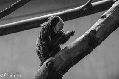 Low angle view of a monkey on tree