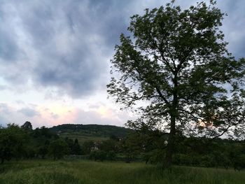 Trees on landscape against sky