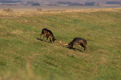 Goats on grassy field