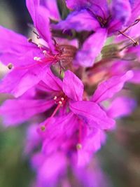 Close-up of pink flower blooming outdoors
