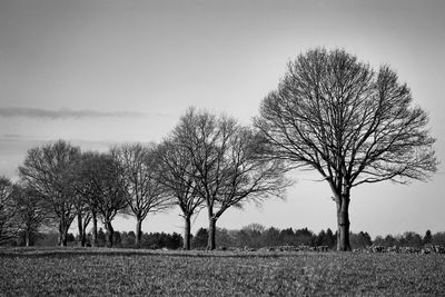 Trees on field against sky