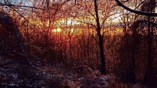 Sun shining through trees in forest