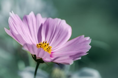 Close-up of pink cosmos flower