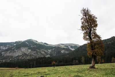 View of trees on field against sky