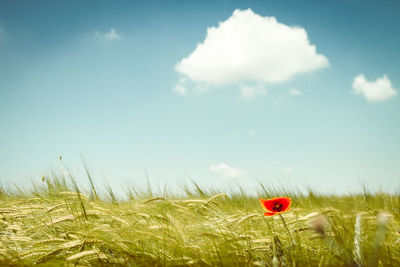 Close-up of wheat growing on field against sky