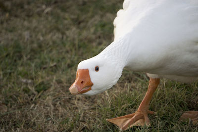 Close-up of goose on grassy field