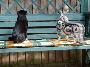 Cat on a fence