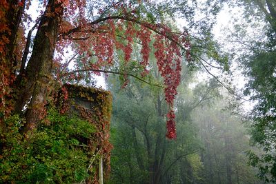 Low angle view of trees in forest