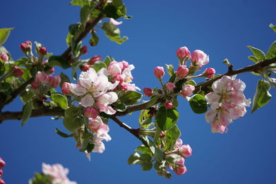 Low angle view of cherry blossoms against sky