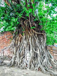 Plants growing on tree trunk